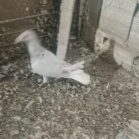 کفتر|پرنده|قم, شهرک طالقانی|دیوار