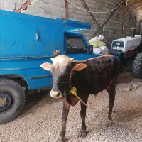 گوساله نر ۳سال