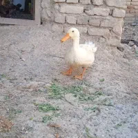 جوجه واردک