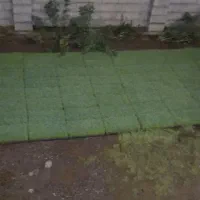 باکش نشا توم