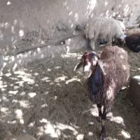 پخش وفروش گوسفندمغانی افشاری ....