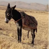 یک عدد الاغ تضمینی