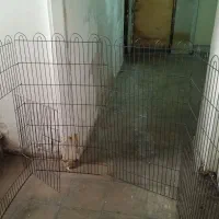 پارک حیوانات،۸تکه که به هم وصل میشن