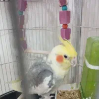 عروس هلندی نر