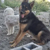 سگ ژرمن شپرد باهوش