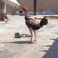 خروس لاری