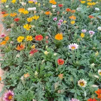 گل و گیاه فصلی|گل و گیاه طبیعی|شیراز, منصورآباد|دیوار