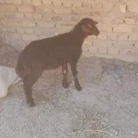 بر ه گیج