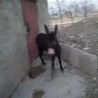 الاغ ماده گله ای