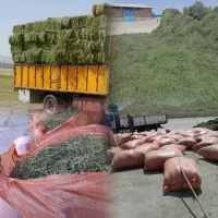 خرید و فروش یونجه و کاه سفیدوپرس