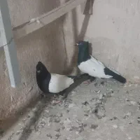 کفتر