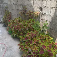 فروش انواع گل های آپارتمانی و تزئینی