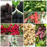 کارشناس ومهندسی  محصولات زراعی ،کشاورزی وباغداری