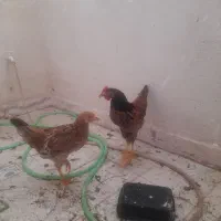 مرغ و خروس رسمی