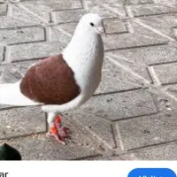 کفتر پشت سرخ گم کردم