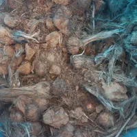 بذر زعفران درجه یک
