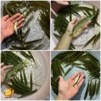 بچه اردک ماهی (کوسه آب شیرین)