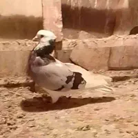کبوتر فروشی تعدادی هم گرفتنی