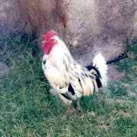 خروس