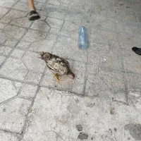 6تا جوجه مرغ