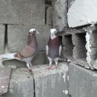 کفتر قاره دم سفید