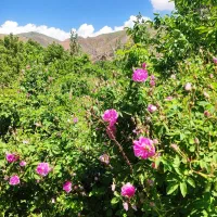 گل محمدی خاردار تازه