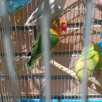 جوجه کوتوله سرلاکی و دو ماهه