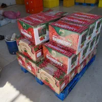 فروش کارتن ۵ لایه لمینت مخصوص زرشک صادراتی