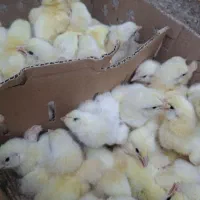 جوجه‌گوشتی راس ۳۰۸