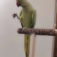طوطی ملنگو گم