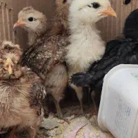 جوجه رسمی گلپایگان
