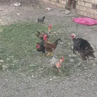 خرید فروش مرغ محلی جوجه بوقلمون و مرغ شاخی