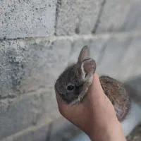 خرگوش