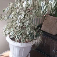 گل طبیعی،ورق بزنید