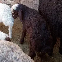 بره نر افشار
