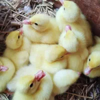 جوجه اردک