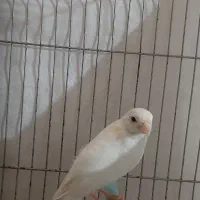 قناری ماده مست