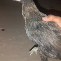 جوجه‌محلی