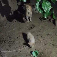 ‌پاکوتاه