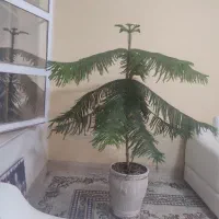 گل کاج مطبق ۷۵۰۰