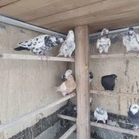 کبوتر پرشی