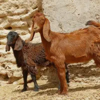 دوتا.کهره نر مری
