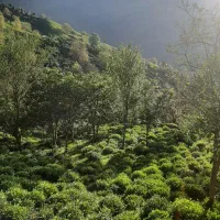 زمین-مسکونی-ویودار-با-امتیاز-آب-برق-گاز-سند-پروانه