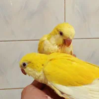 جوجه طوطی راهب سرلاکی زرد لوتینو