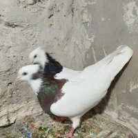 کفتر طوقی