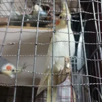 عروس هلندی سالم