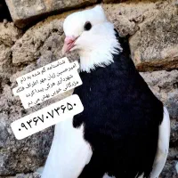 طوقی نر
