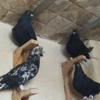 کبوتر
