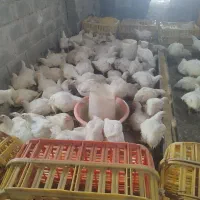 مرغ گوشتی شهرستان باسبد کالا توزیع میشود