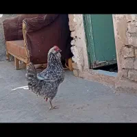 مرغ خروس گلین